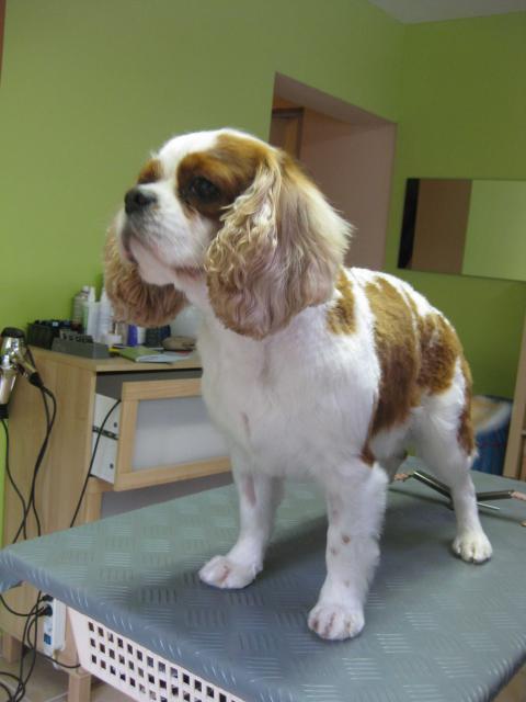 Cav. King Charles Spaniel